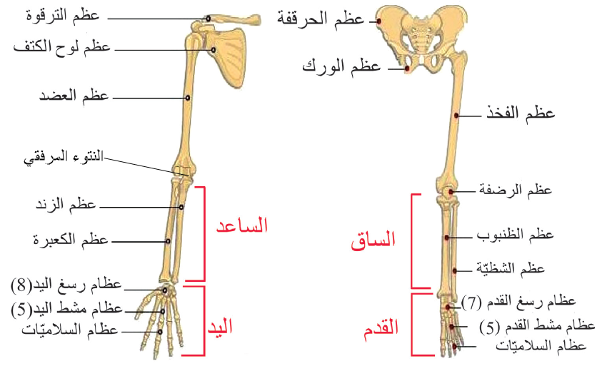 ى